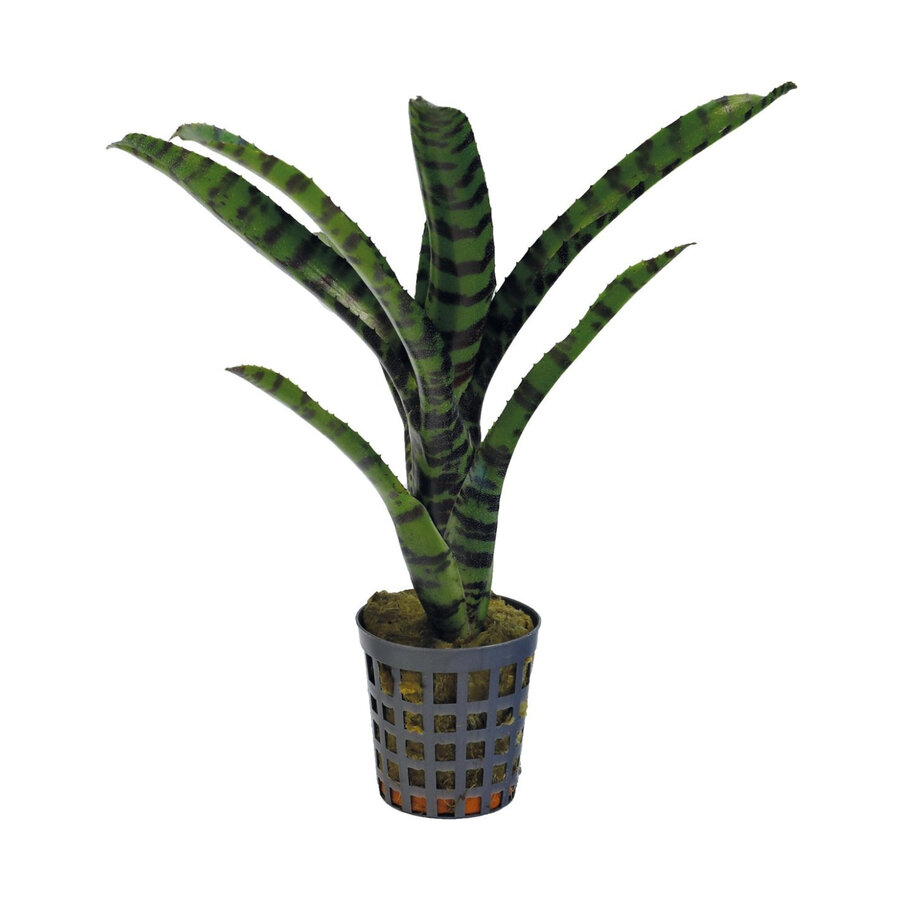 Neoregelia Rubrifolia 2 | In 5 cm pot