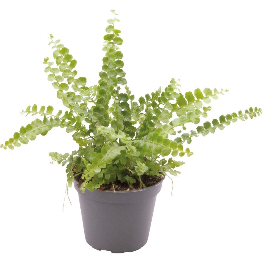 Nephrolepis Exaltata Duffy | In 5 cm pot