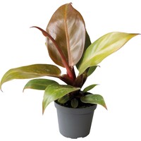 Philodendron Cherry Red | In 5 cm pot