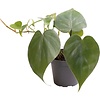 Philodendron Scandens | In 5 cm pot