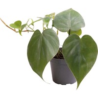 Philodendron Scandens | In 5 cm pot