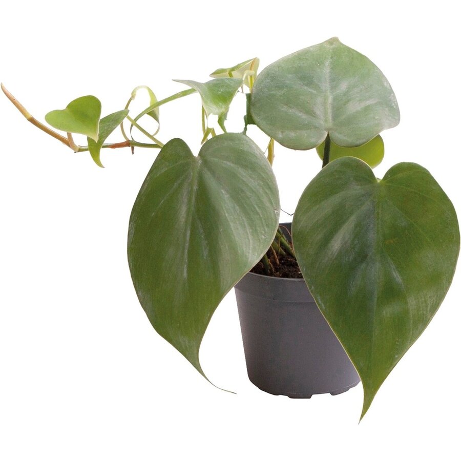 Philodendron Scandens | In 5 cm pot