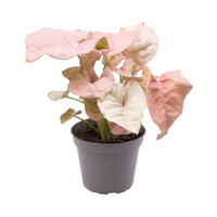 Syngonium Neon | In 5 cm pot