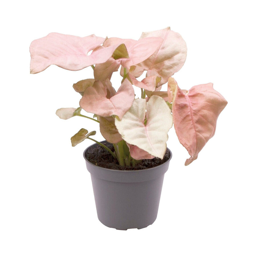 Syngonium Neon | In 5 cm pot