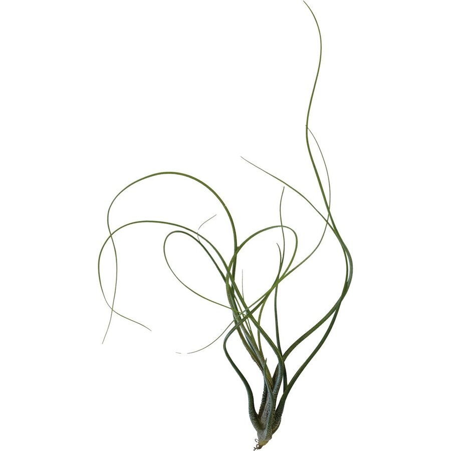 Tillandsia Butzii