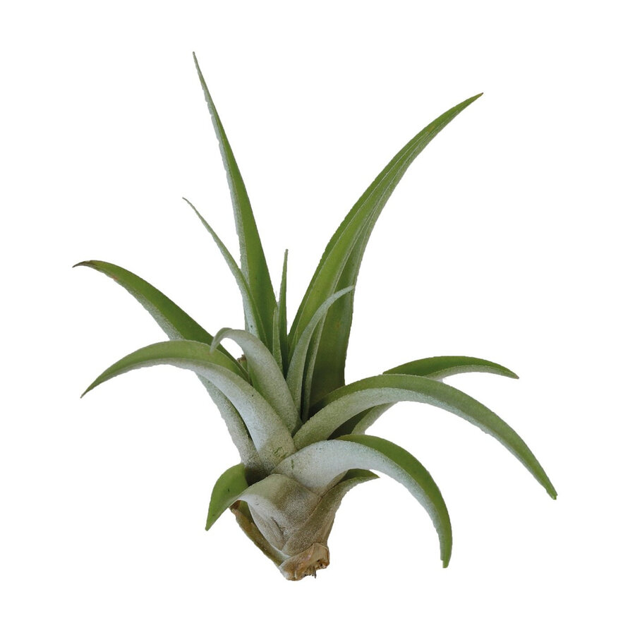 Tillandsia Capitata Peach