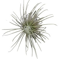 Tillandsia Magnusiana