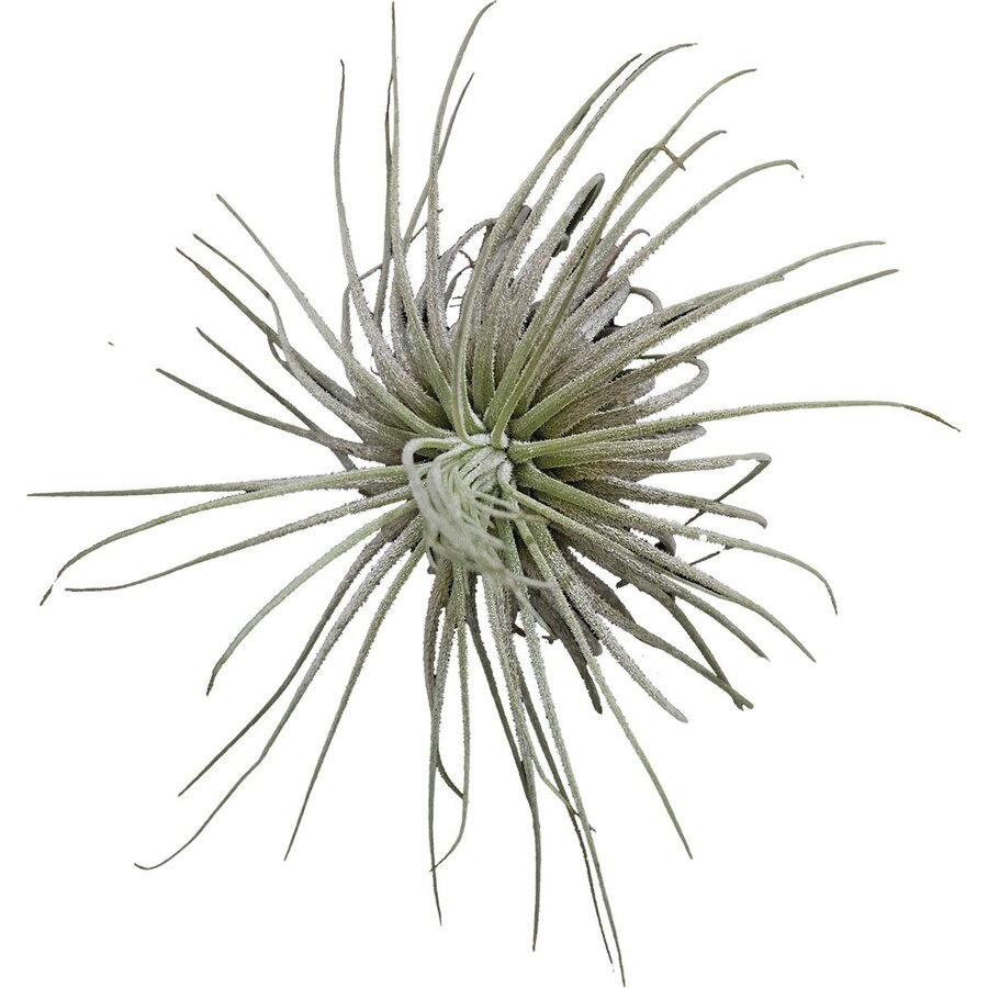 Tillandsia Magnusiana