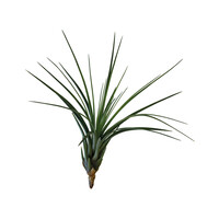 Tillandsia Melanocrater Tricolor