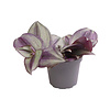 Tradescantia Zebra | In 5 cm pot