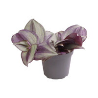 Tradescantia Zebra | In 5 cm pot