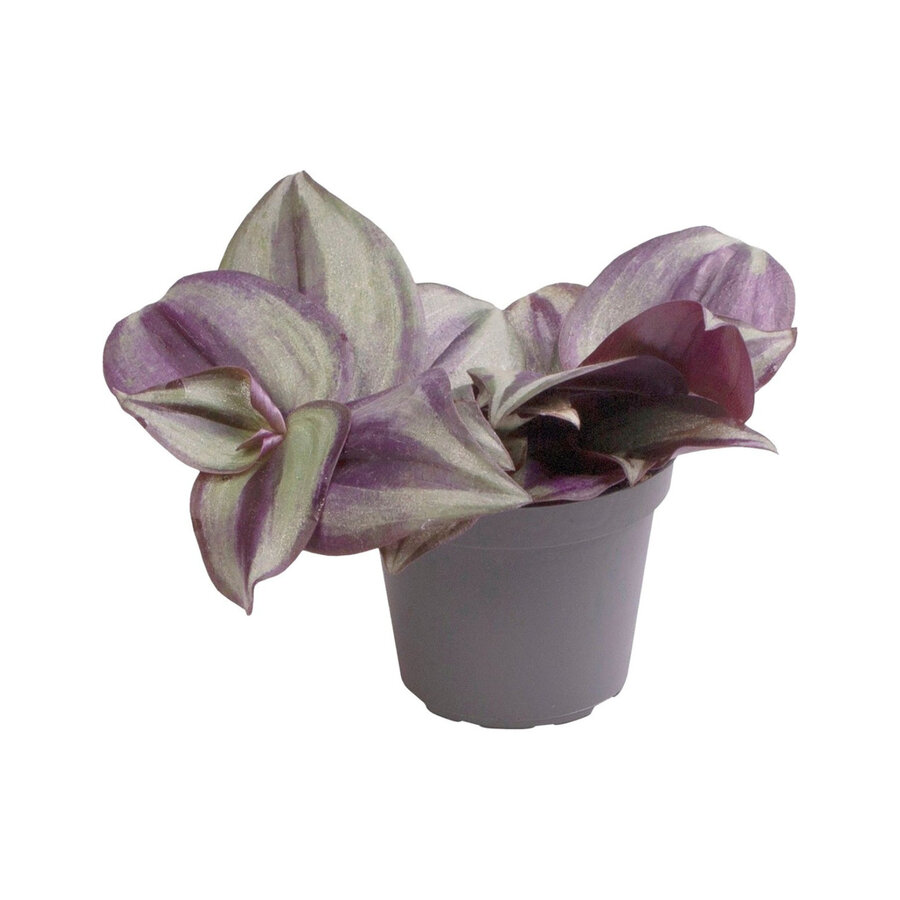 Tradescantia Zebra | In 5 cm pot