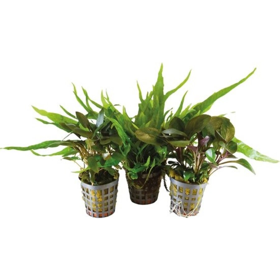 3 Stuks Combi-pack 2