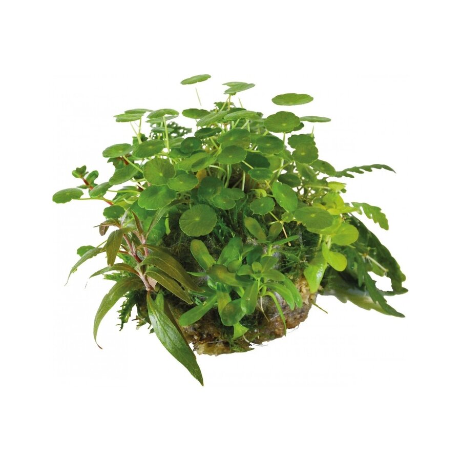 Bal Hydrocotyle Verticillata