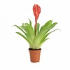 Vriesea Bromelia in 5 cm pot