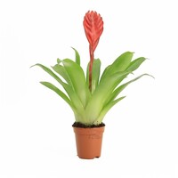Vriesea Bromelia in 5 cm pot