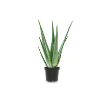 Aloe Vera | In 12 cm pot