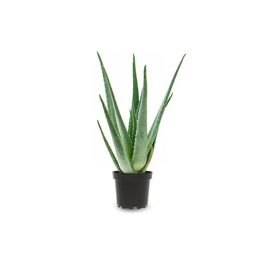 Aloe Vera | In 12 cm pot