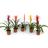 Bromelia mix per stuk – diverse soorten in 9 cm pot, kleurrijke mini bromelia’s