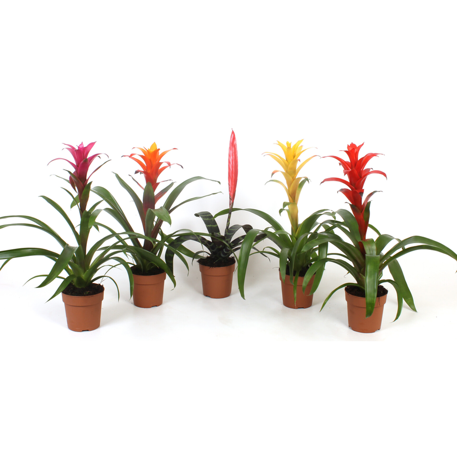 Bromelia mix per stuk – diverse soorten in 9 cm pot, kleurrijke mini bromelia’s
