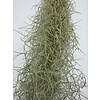 Tillandsia Usneoides