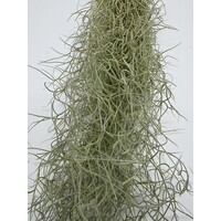Tillandsia Usneoides