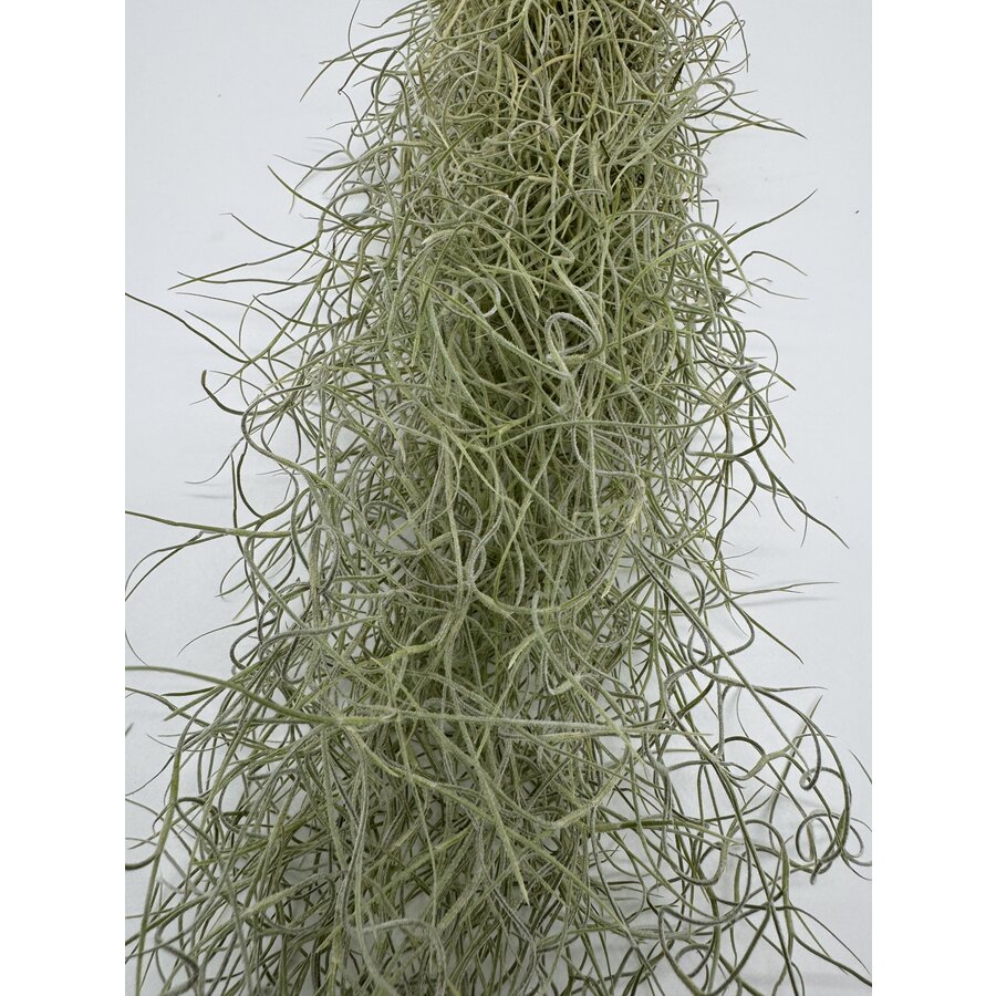 Tillandsia Usneoides