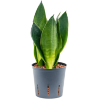 Sansevieria Dark Diamond | In 9 cm pot