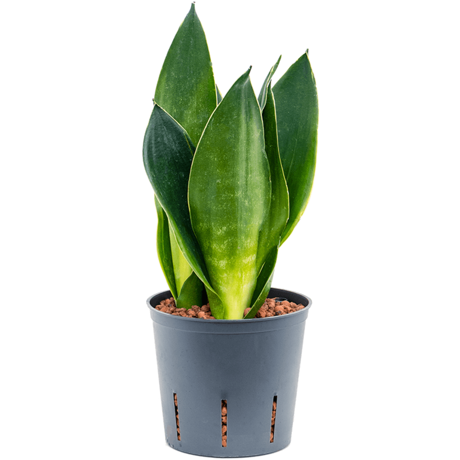 Sansevieria Dark Diamond | In 9 cm pot