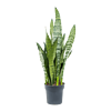 Sansevieria Zeylanica | In 9 cm pot