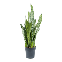 Sansevieria Zeylanica | In 9 cm pot