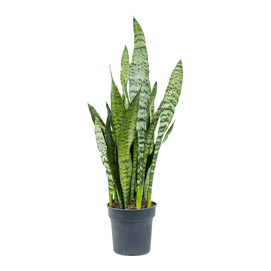 Sansevieria Zeylanica | In 9 cm pot