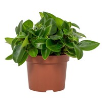 Peperomia Pixie | In 11 cm pot