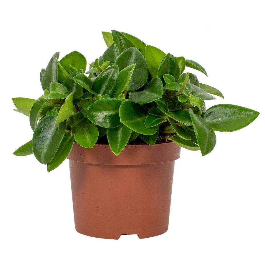 Peperomia Pixie | In 11 cm pot