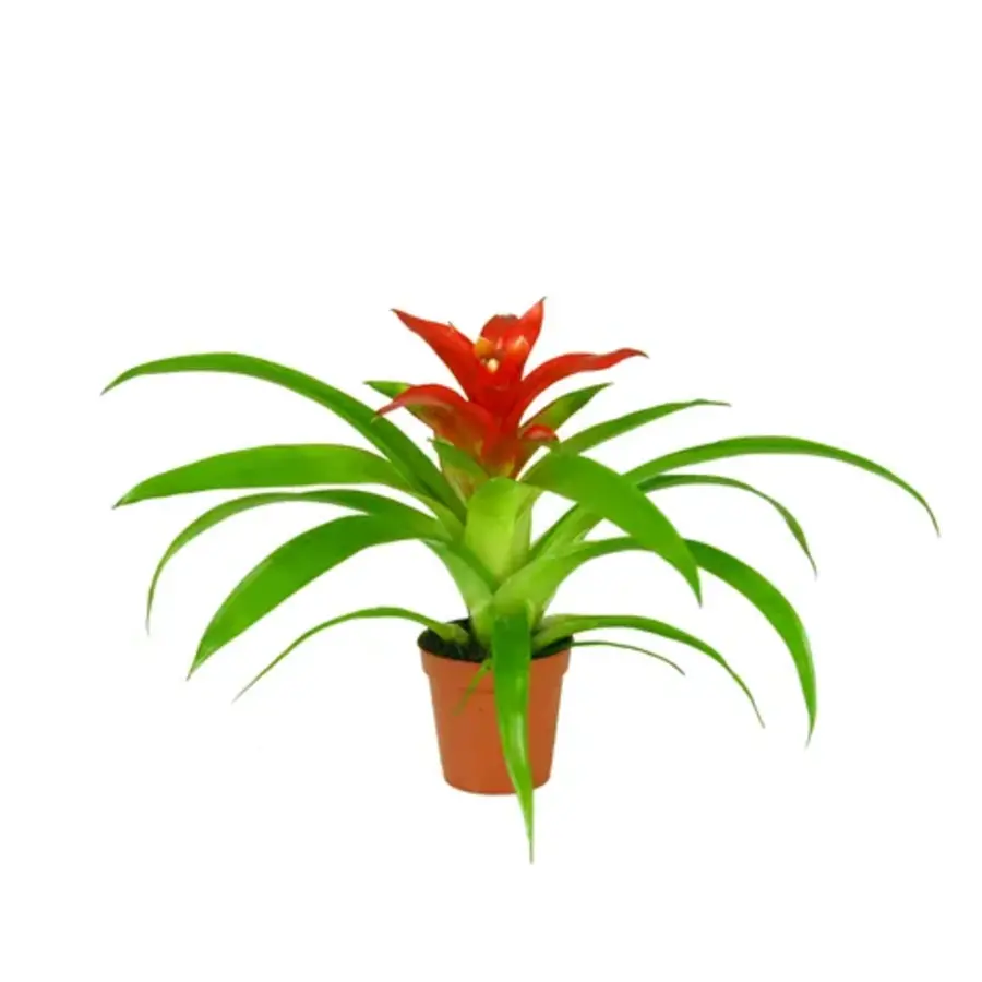 Guzmania Tempo | In 9 cm pot