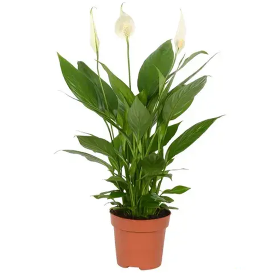 Spathiphyllum Alana | In 12 cm pot