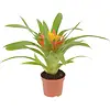 Guzmania Flava | In 10 cm pot
