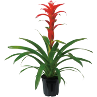 Guzmania Techno | In 12 cm pot