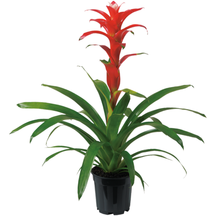 Guzmania Techno | In 12 cm pot
