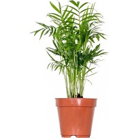 Chamaedorea Elegans | In 14 cm pot