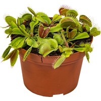 Dionaea muscipula (Venusvliegenval) – vleesetende plant in 9 cm pot