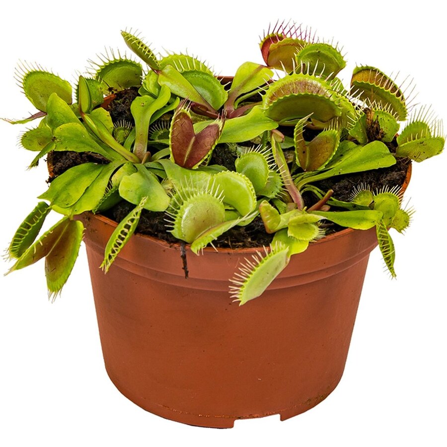 Dionaea muscipula (Venusvliegenval) – vleesetende plant in 9 cm pot