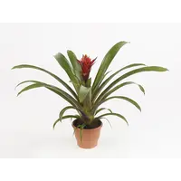 Guzmania Punta | In 12 cm pot