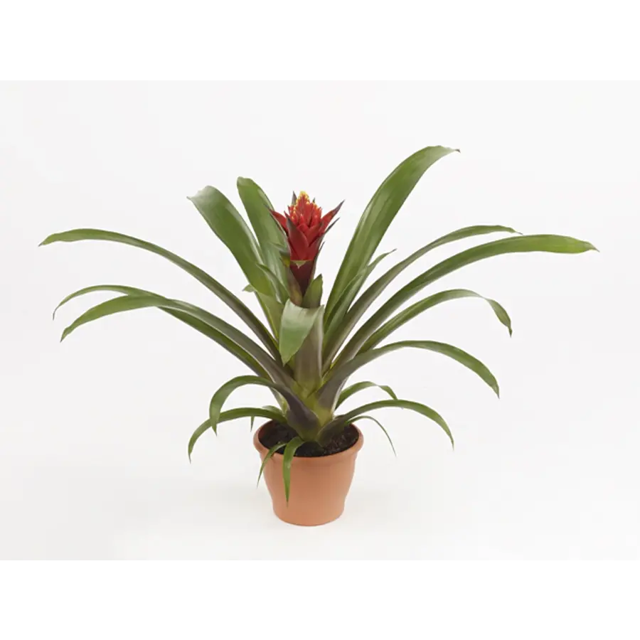 Guzmania Punta | In 12 cm pot