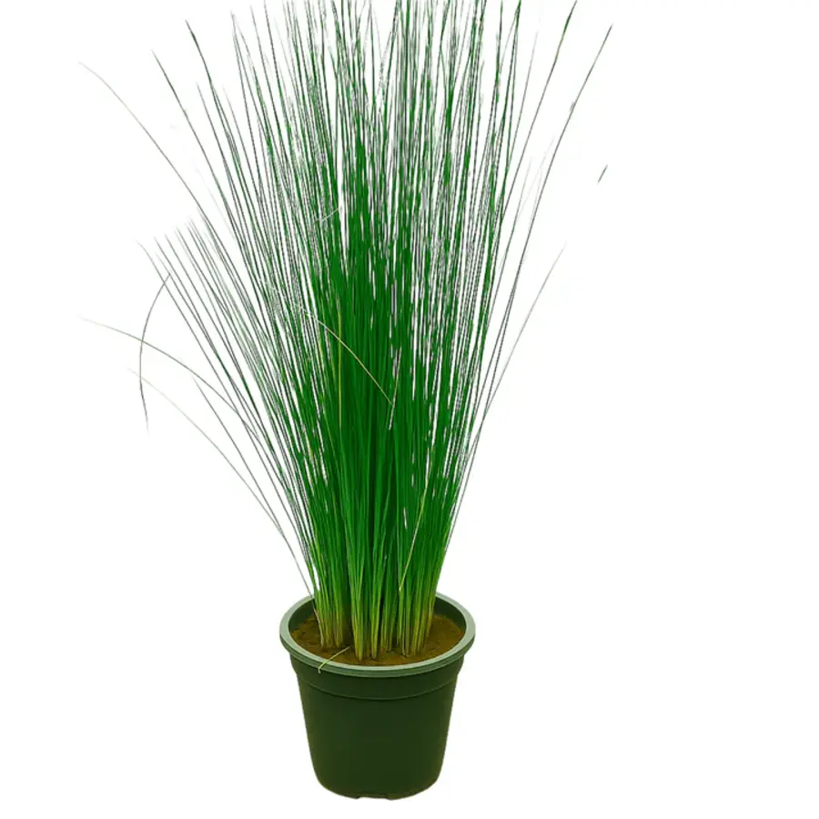 Juncus Pencil Grass | In 12 cm pot