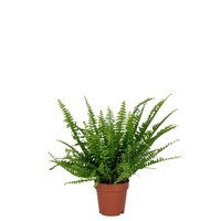 Nephrolepis Green Lady | In 12 cm pot