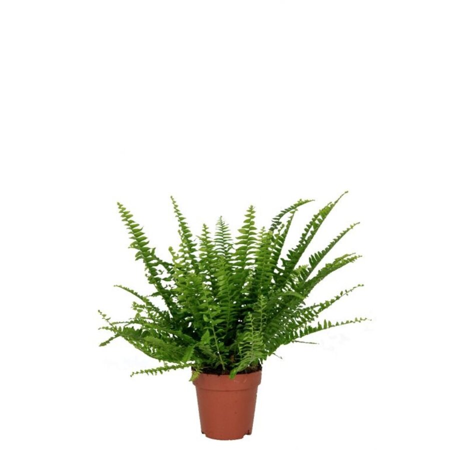 Nephrolepis Green Lady | In 12 cm pot