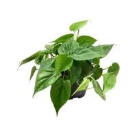 Philodendron Scandens | In 12 cm pot