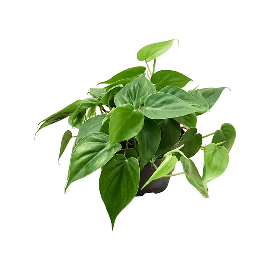Philodendron Scandens | In 12 cm pot