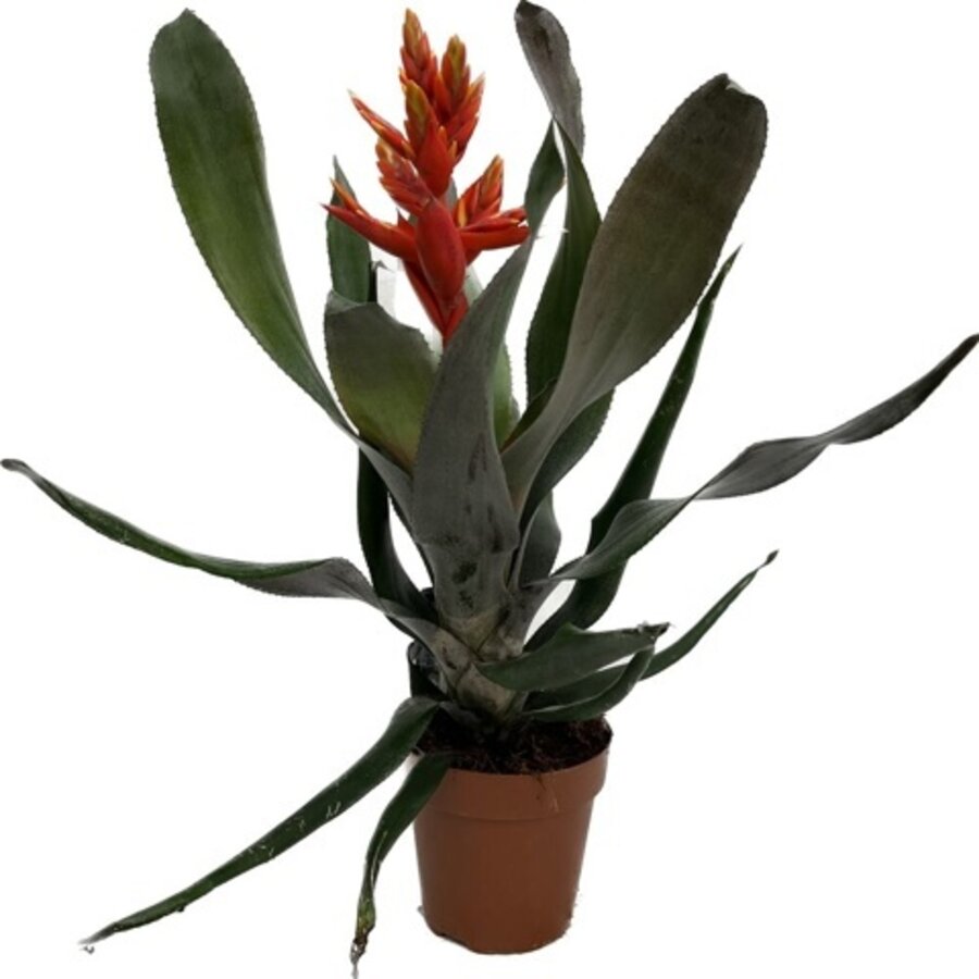 Aechmea Pepita Elegant Flames | In 12 cm pot